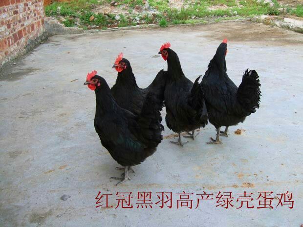 金沙县蛋鸡苗  绿壳鸡苗  包打疫苗技术运输