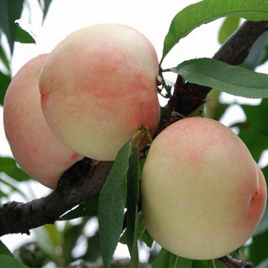 平邑县水蜜桃苗 1~1.5米 