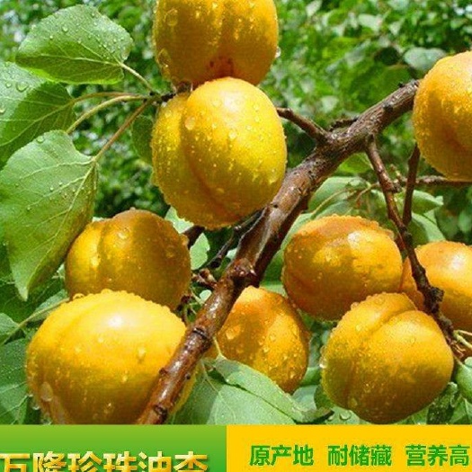 泰安珍珠油杏苗
