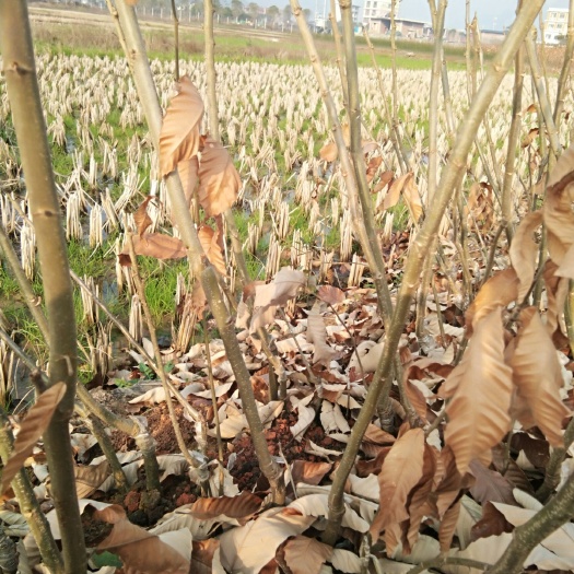 阳朔县毛板红板栗苗 嫁接苗 0.5~1米 