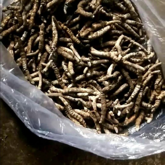 施秉县冬虫夏草 