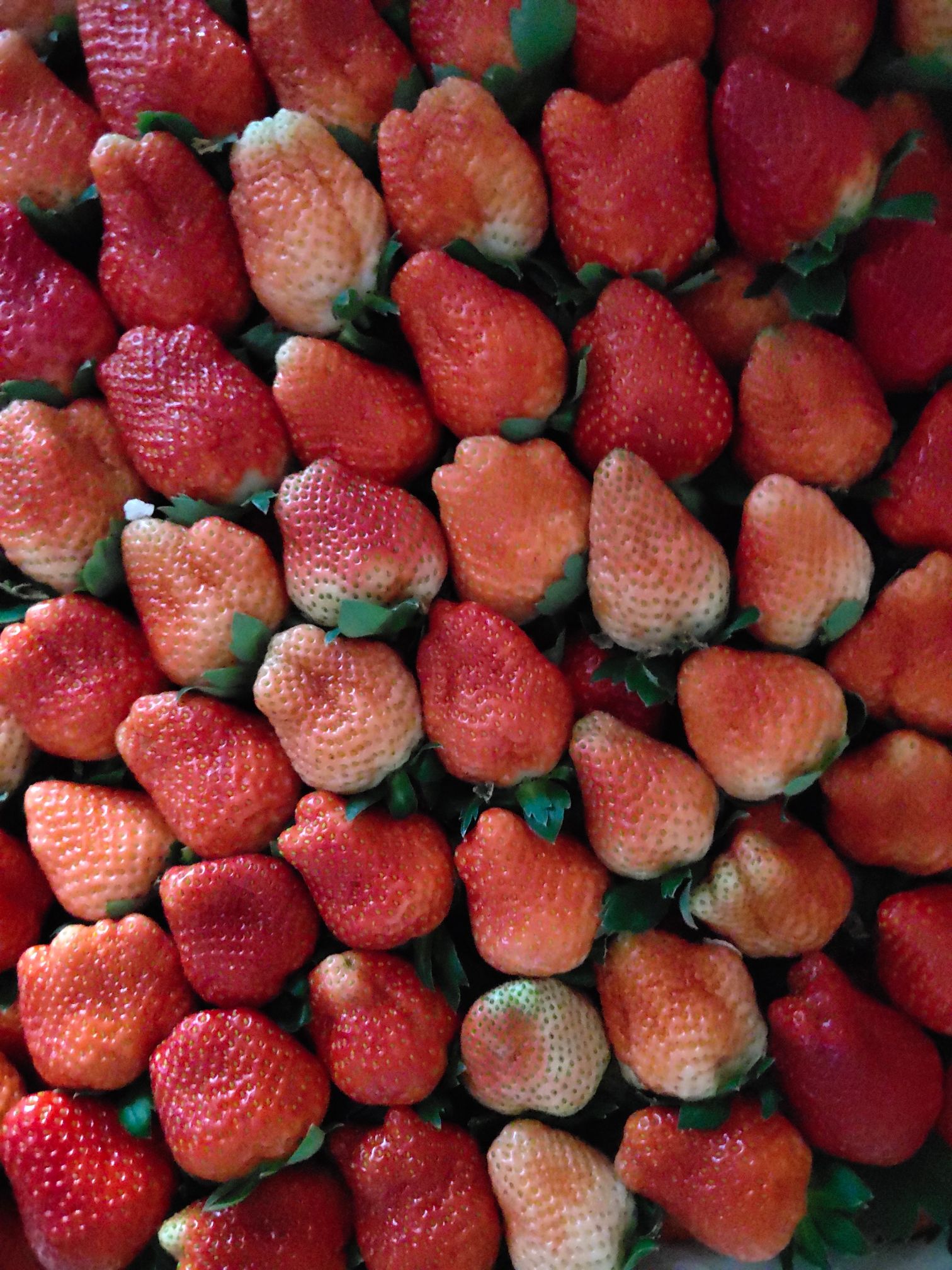 惠州法兰蒂草莓 20克以上 
