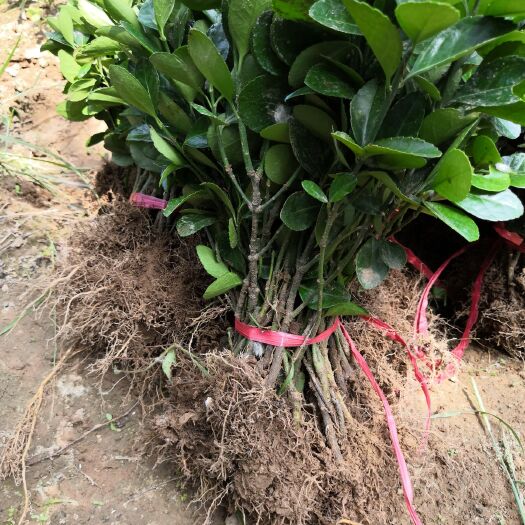 沭阳县大叶黄杨苗冬青苗绿篱色块绿化苗木苗高30-40厘米