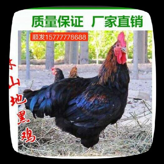 灵山县五黑一绿鸡苗 