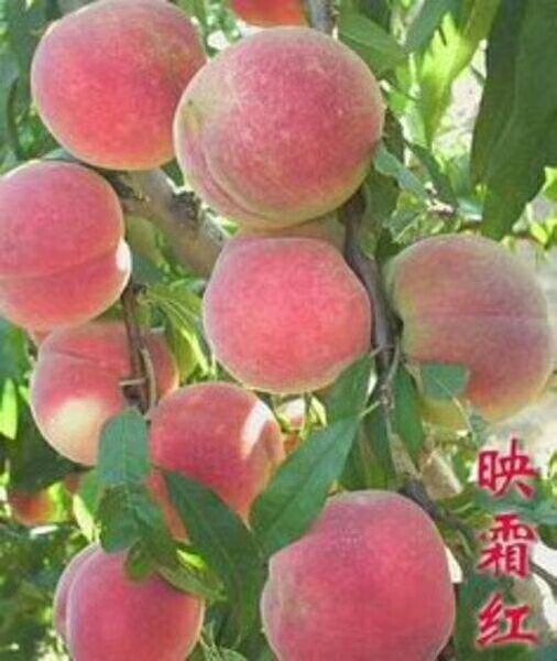 邢台中华寿桃桃树苗 0.5~1米 