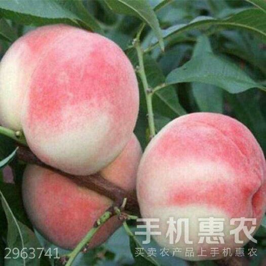 平邑县红花寿星桃树苗 1~1.5米 