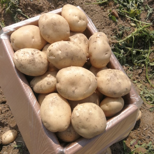 梁河县丽薯6号 4两以上 