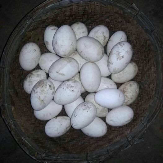 临沂土鹅蛋 食用 散装 