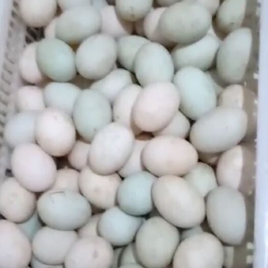 宜春青皮鸭蛋 食用 散装 