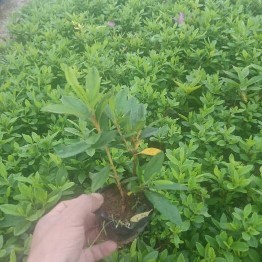 东莞市毛杜鹃 0.5米以下 