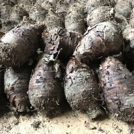 荔浦市荔浦芋头 5cm以上 