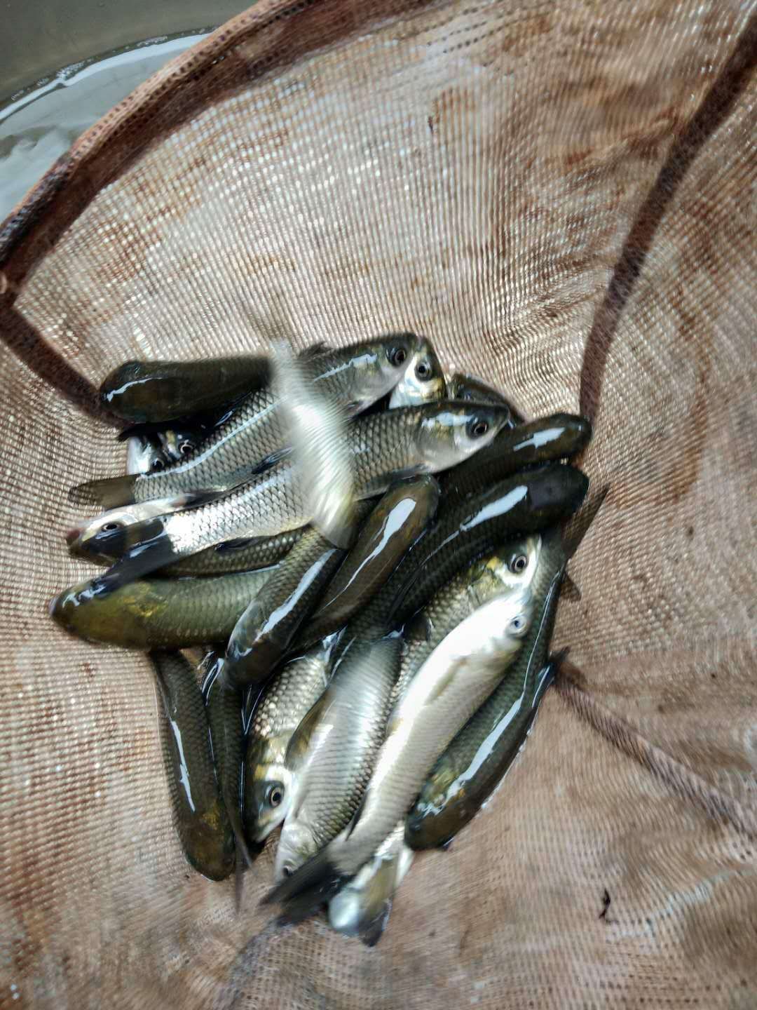 黄颡鱼苗  产地直销，货到付款，技术指导，包邮