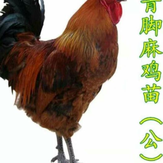 灵山县青脚麻鸡苗 