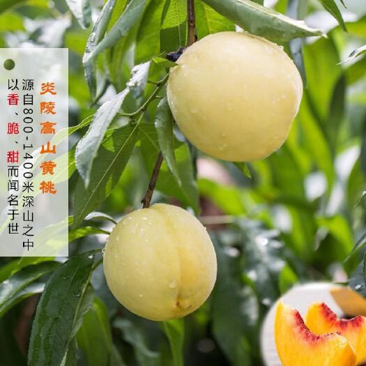 炎陵县炎陵黄桃 60mm以上 3 - 4两 