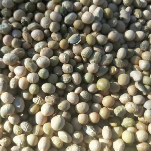 青岛黄大豆 生大豆 5等品 