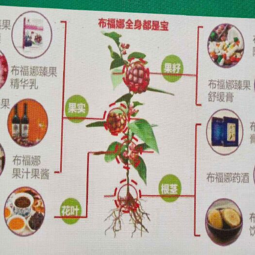 灵山县粉红黑老虎苗