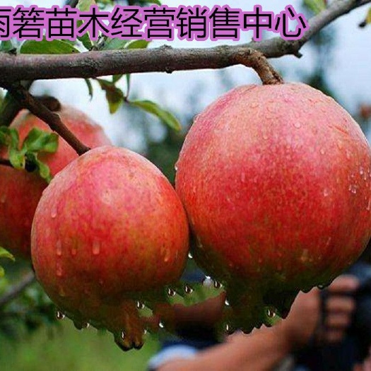 平邑县蒙阳红石榴苗 