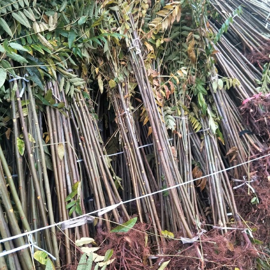 香椿苗 红油香椿苗