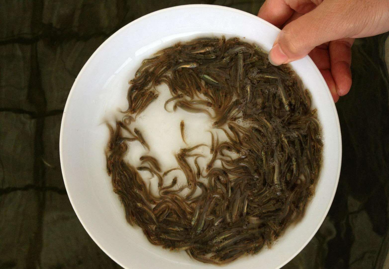 泥鳅苗  产地直销，技术指导，支持货到付款，包邮