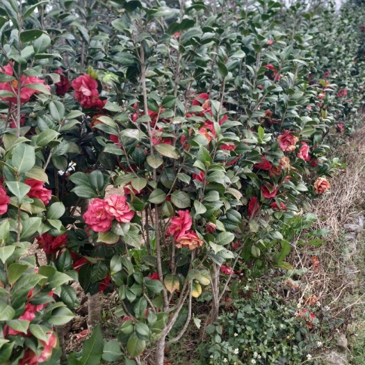 荔浦市茶花树 100~140cm 