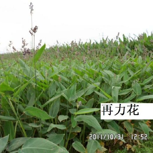 安新县再力花 
