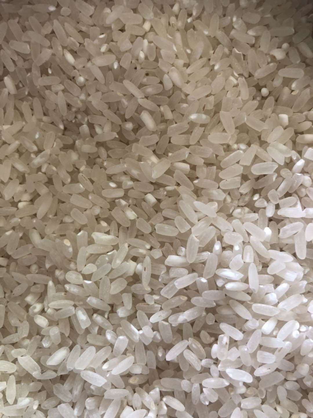 一季稻大米批发采购_一季稻大米供应_一季稻