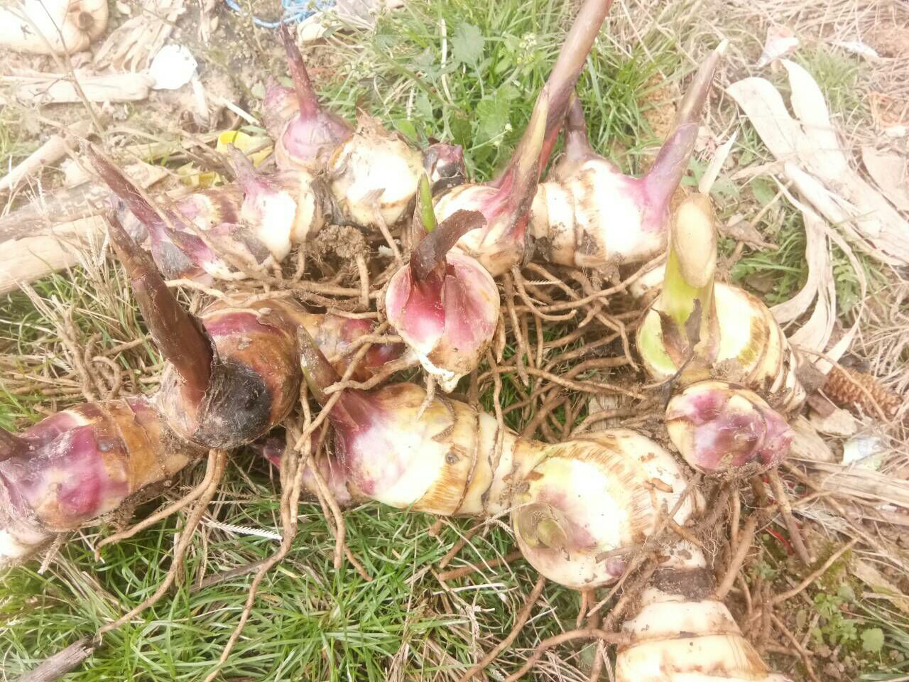  芭蕉芋，姜芋，美人蕉，旱藕20斤起批