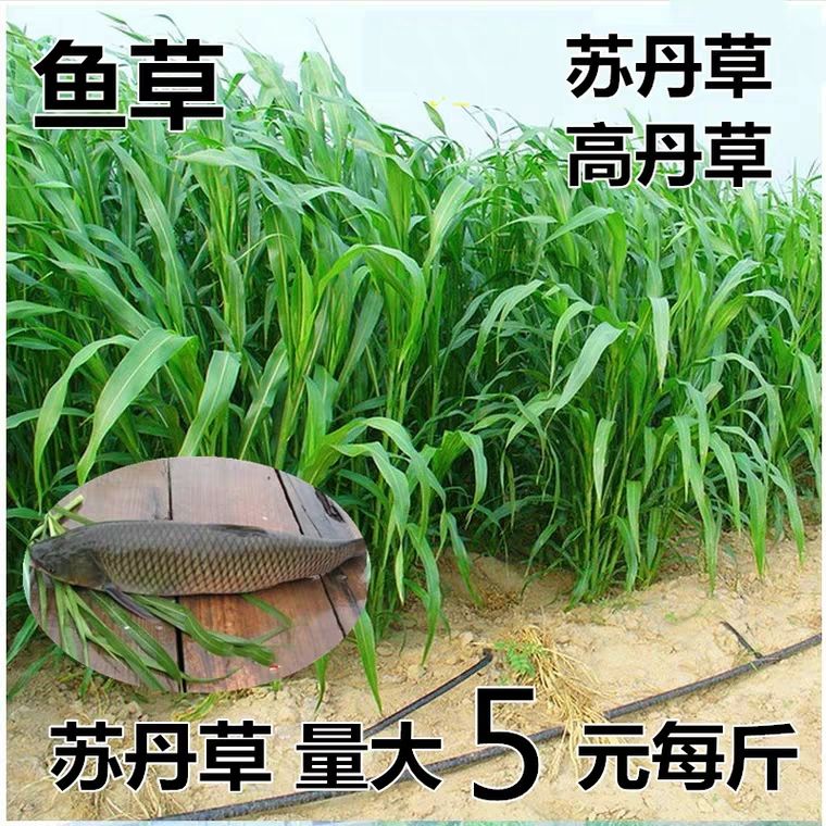 沭阳县金鱼草种子  喂鱼草种子