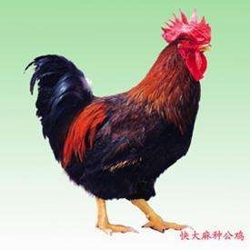 钦州快大麻鸡 