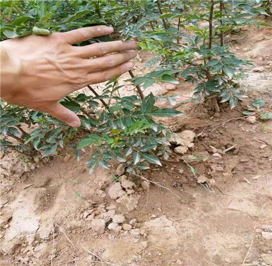韩城市大红袍花椒苗 韩城狮子头黄盖花椒苗