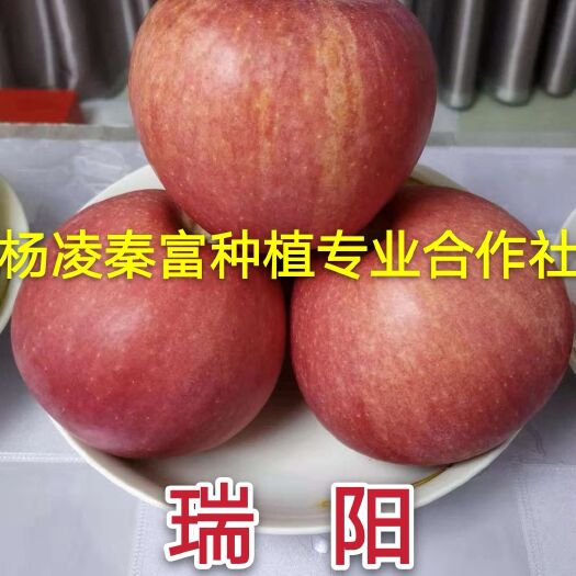 咸阳瑞阳苹果苗  【瑞 阳】矮化中间砧三年生成品苗
