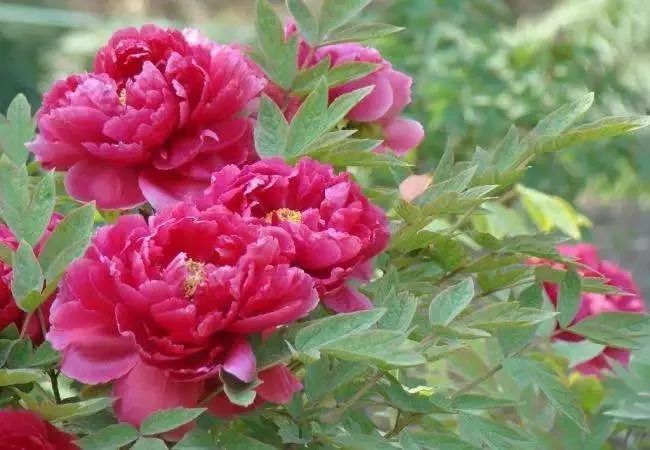 菏泽 精品牡丹批发，零售。