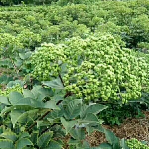 吴茱萸苗 每年农历10月尾到第二年4月中都是栽苗季节，要的赶紧下单！