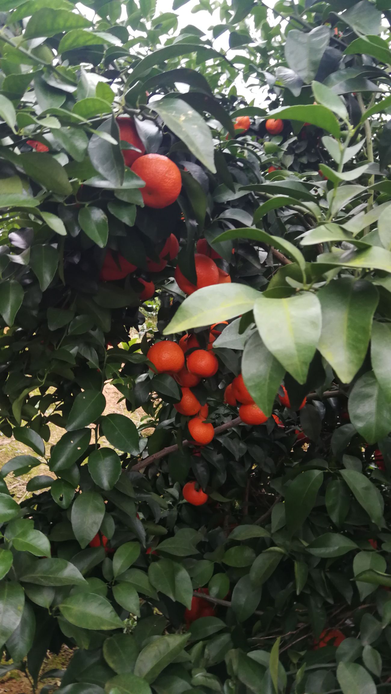 沙糖桔 3 - 3.5cm 1.5 - 2两 