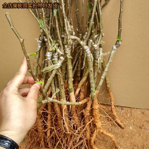灵山县大青枣苗 高朗一号枣苗嫁接苗
