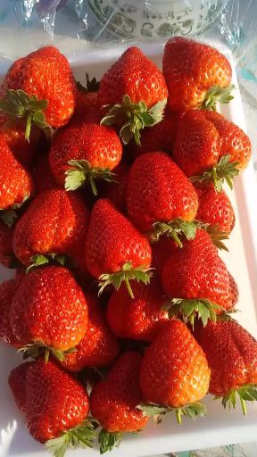 吉林省吉林市磐石市幸香草莓 20克以上