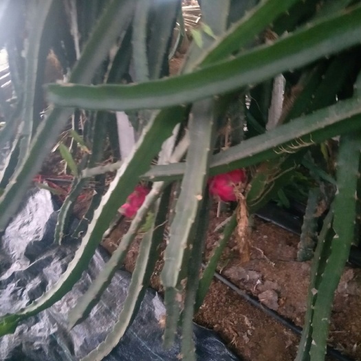 红心火龙果苗  火龙果 红心火龙果苗