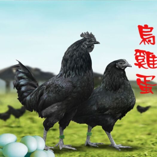 南宁绿壳蛋鸡苗 