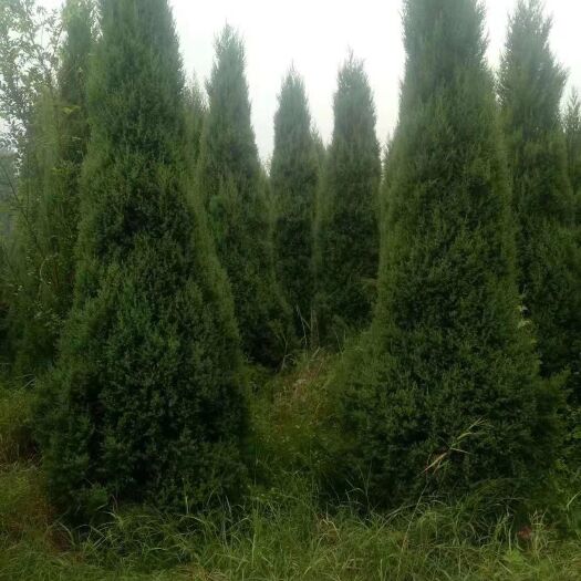 望都县塔柏树苗，圆柏基地，量大，价低，质量好！