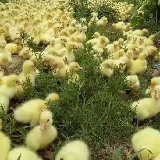南阳三花杂交鹅苗 