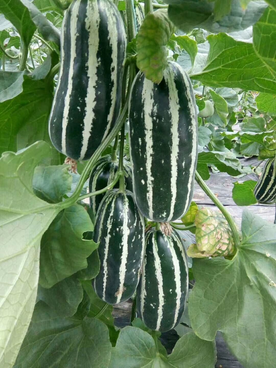 博洋9号甜瓜 1斤以上 