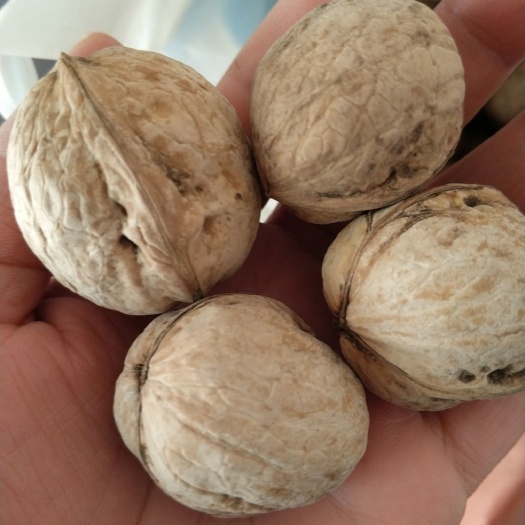 阿瓦提县新疆核桃 