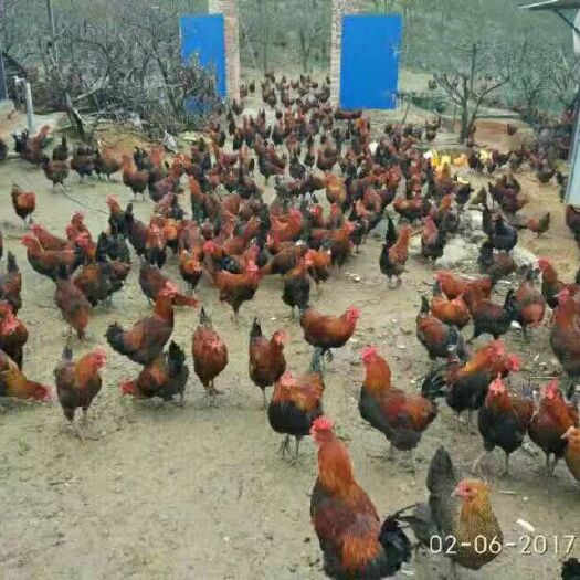 灵山县黑瑶鸡苗 
