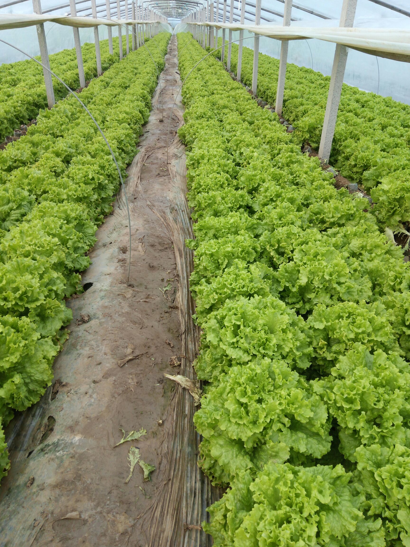 美国大速生 7~8两