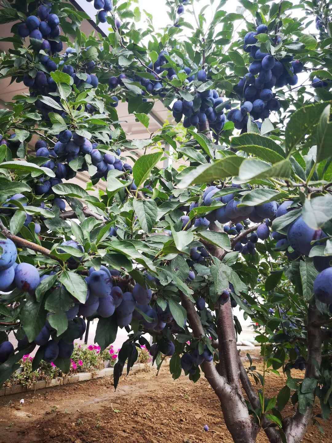 营口西梅李树苗 