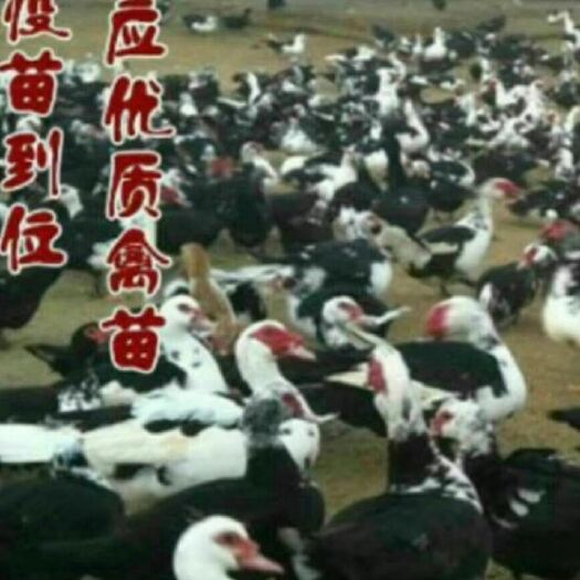 南宁西洋鸭苗  ...大种黑番鸭