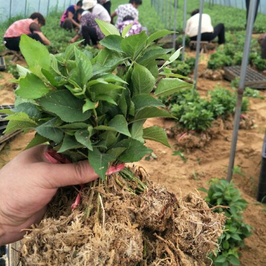 泰安吉塞拉樱桃苗  吉塞拉6号矮化占木