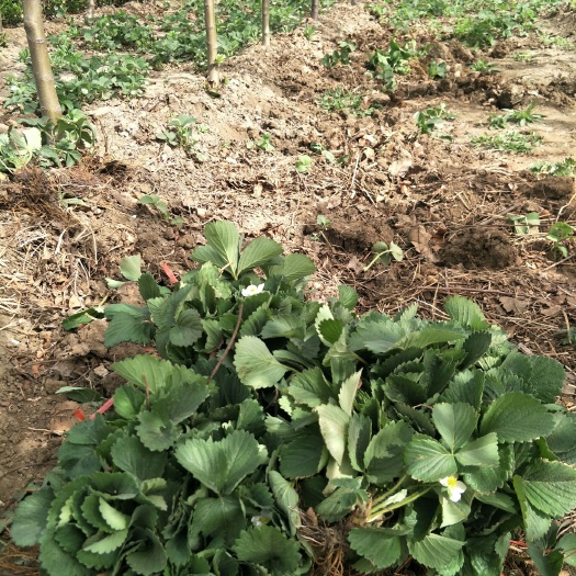 泰安红颜草莓苗 草莓苗  甜宝草莓苗 妙香7号草莓苗 随珠草莓苗