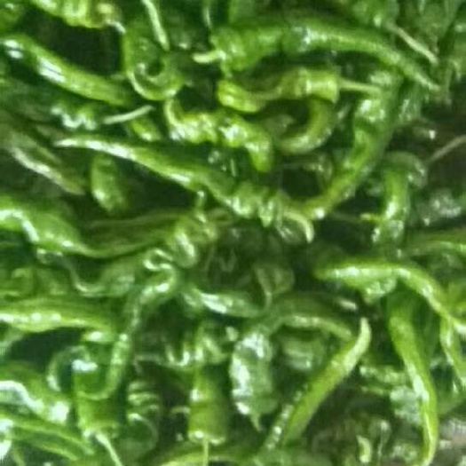钦州螺丝椒 10~15cm 中辣 靑色 