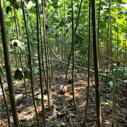 邳州市 大量泡桐苗出售